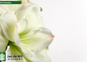 hippeastrum White Amadeus ® (3)